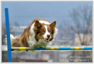 border collie speedy dream