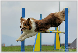 border collie speedy dream