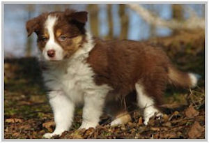 border collie speedy dream