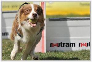 border collie speedy dream