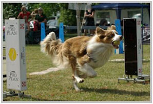 border collie speedy dream