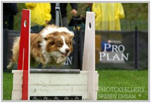 border collie speedy dream