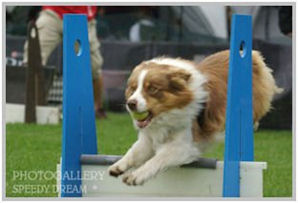border collie speedy dream