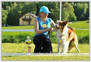 border collie speedy dream
