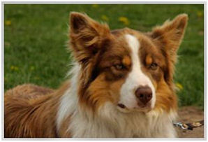 border collie speedy dream
