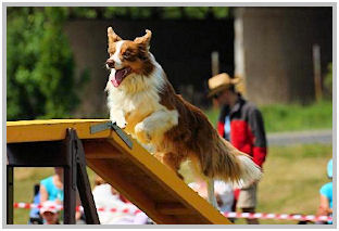 border collie speedy dream