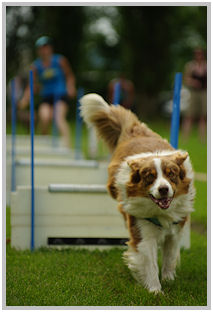 border collie speedy dream