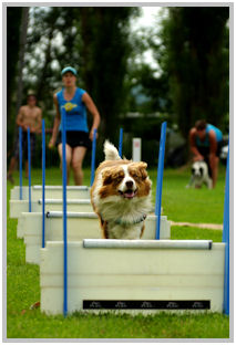 border collie speedy dream