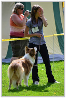 border collie speedy dream