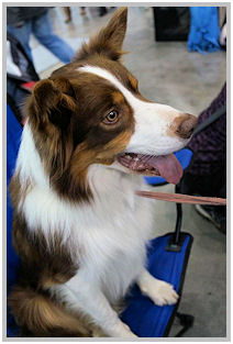 border collie speedy dream