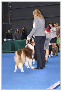 border collie speedy dream