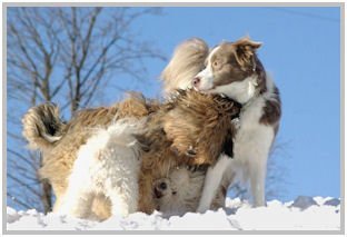 border collie speedy dream