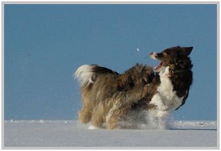 border collie speedy dream