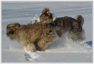 border collie speedy dream