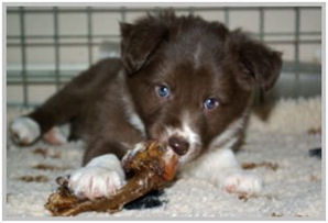 border collie speedy dream
