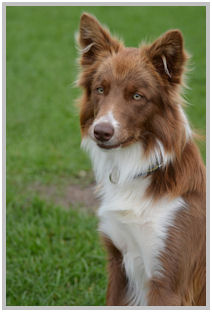 border collie speedy dream