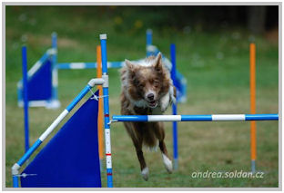 border collie speedy dream