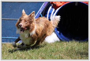 border collie speedy dream