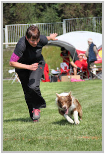 border collie speedy dream