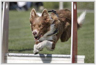 border collie speedy dream