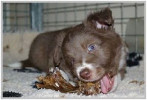 border collie speedy dream