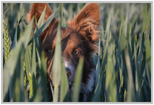 border collie speedy dream
