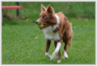 border collie speedy dream