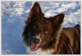 border collie speedy dream