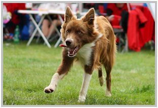 border collie speedy dream