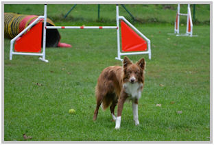 border collie speedy dream