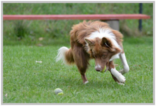 border collie speedy dream