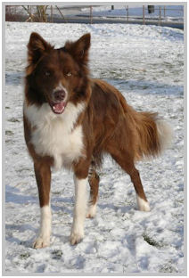 border collie speedy dream