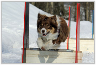 border collie speedy dream