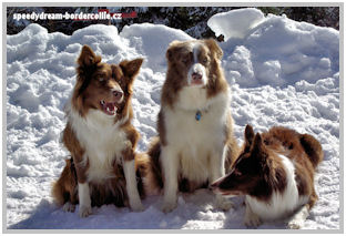 border collie speedy dream