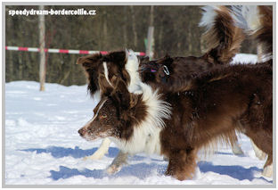 border collie speedy dream