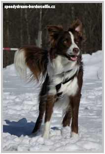 border collie speedy dream