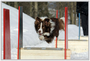 border collie speedy dream