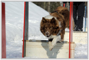 border collie speedy dream