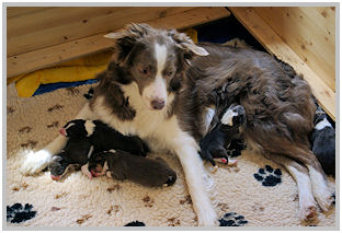 border collie speedy dream