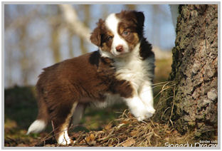 border collie speedy dream