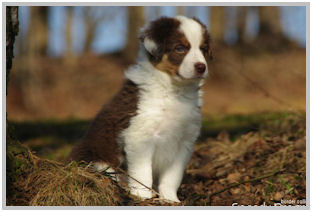 border collie speedy dream