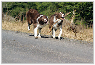 border collie speedy dream