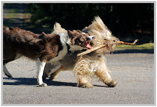 border collie speedy dream