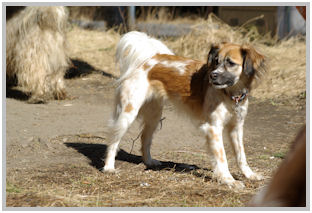 border collie speedy dream