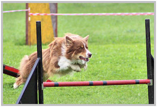 border collie speedy dream