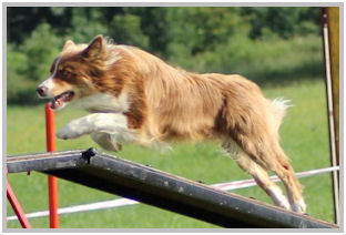 border collie speedy dream