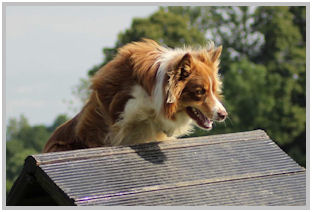 border collie speedy dream