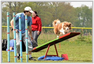 border collie speedy dream