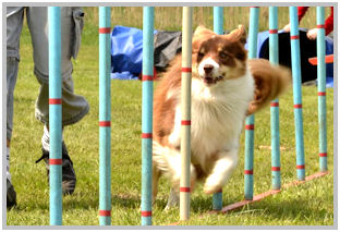 border collie speedy dream