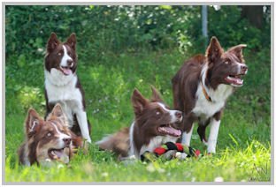 border collie speedy dream